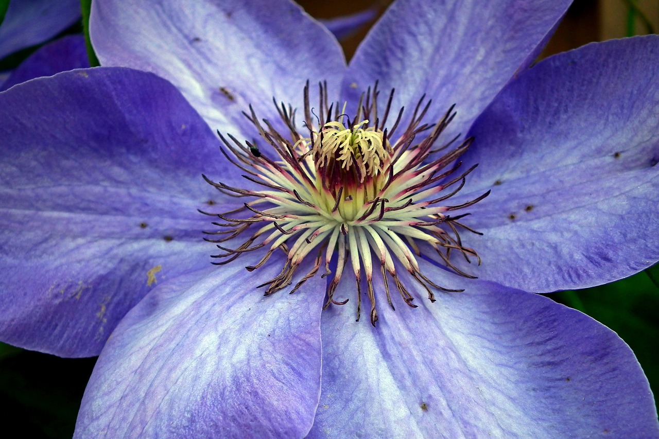 flower  clematis  closeup free photo