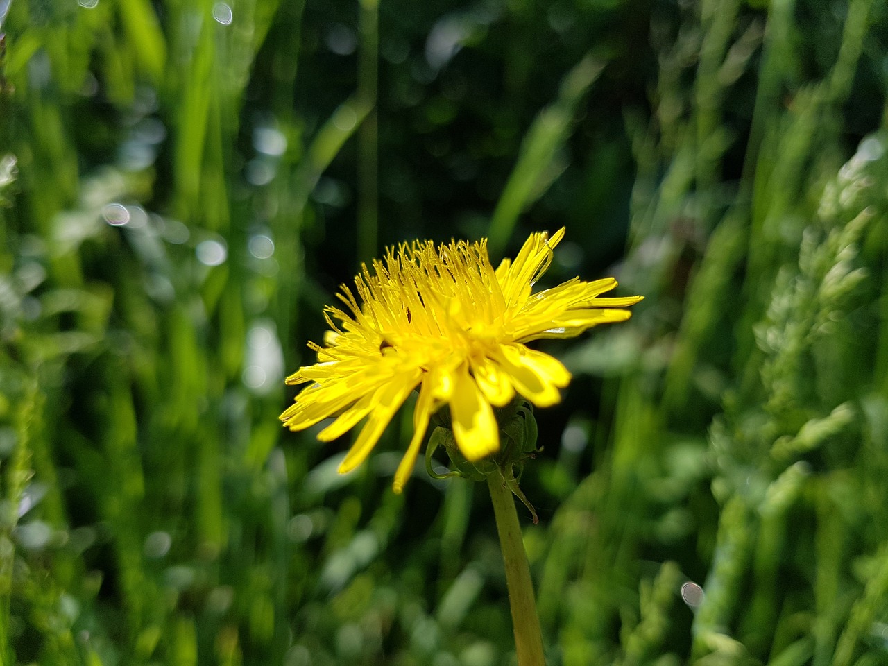 flower  nature  green free photo