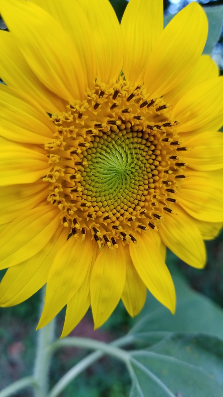 flower  sunflower  green free photo