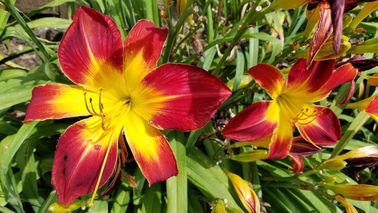 flower  lily  green free photo