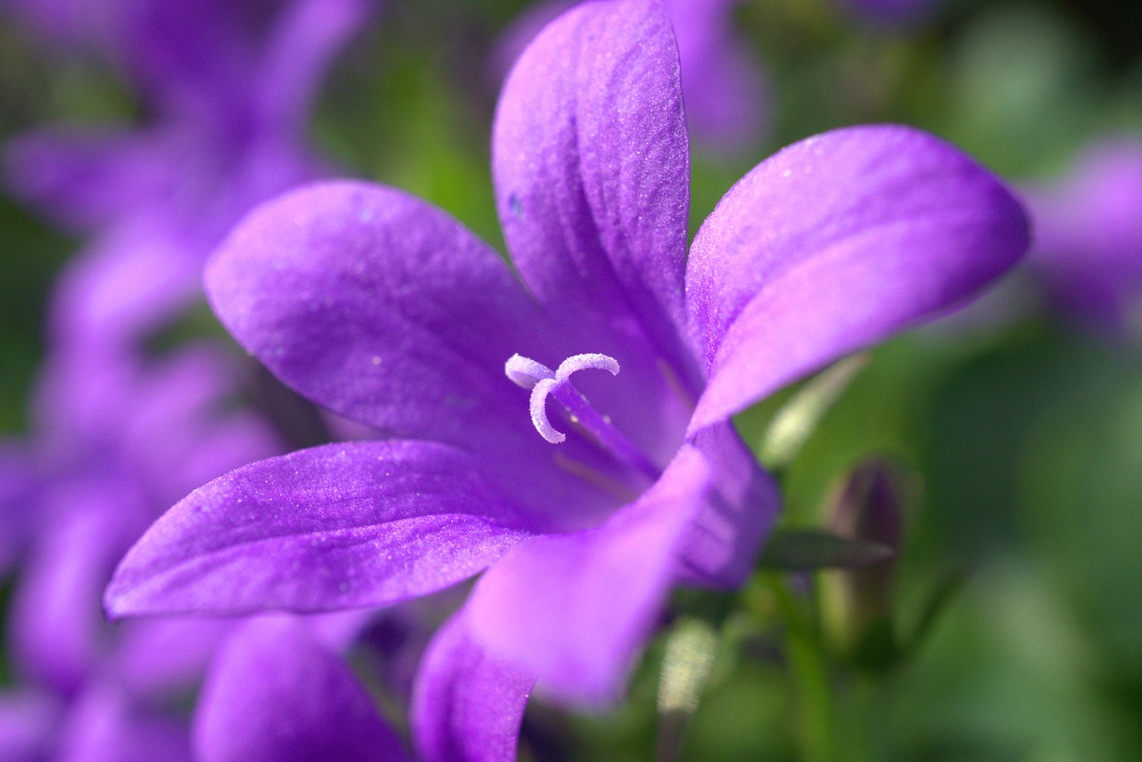 flower  blossom  bloom free photo