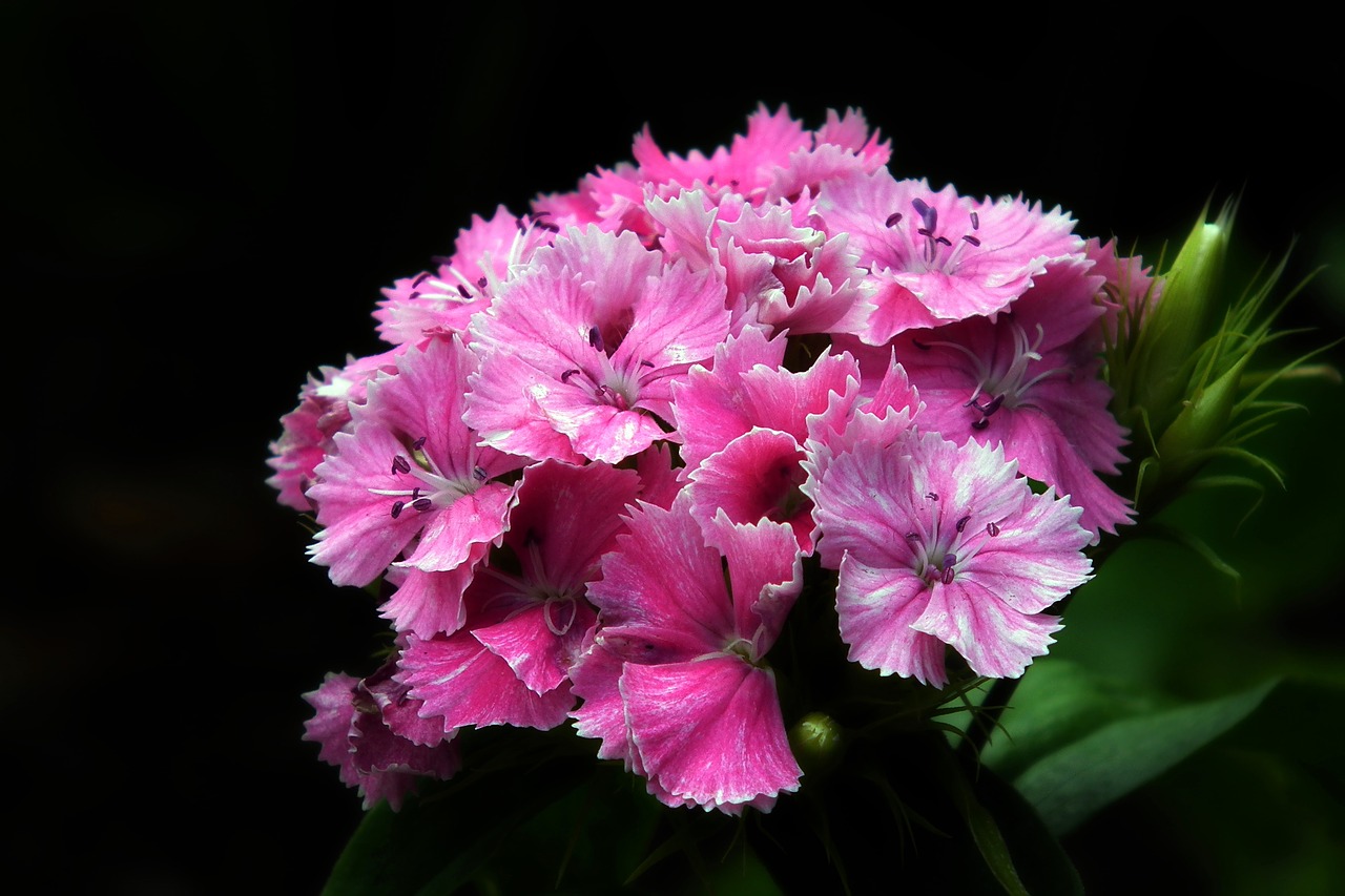 flower  gożdzik stone  blooming free photo