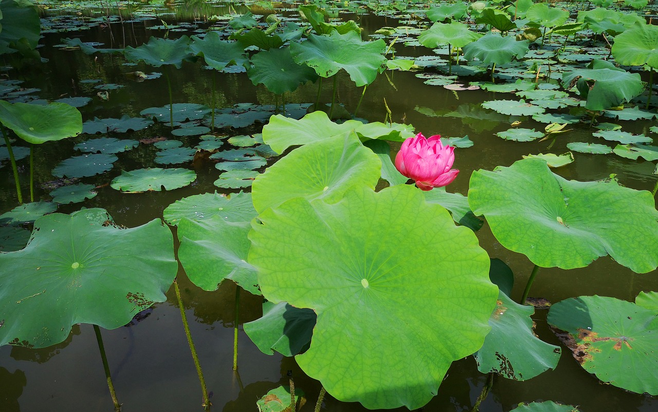 flower  plant  natural free photo