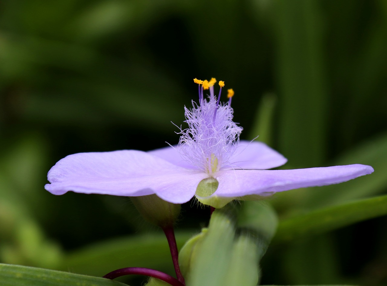 flower  blossom  bloom free photo