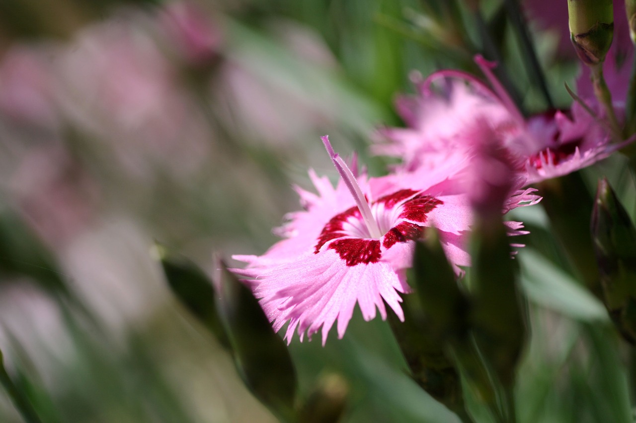 flower  garden  pink free photo