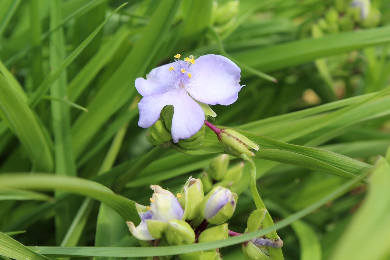 flower  grass  summer free photo