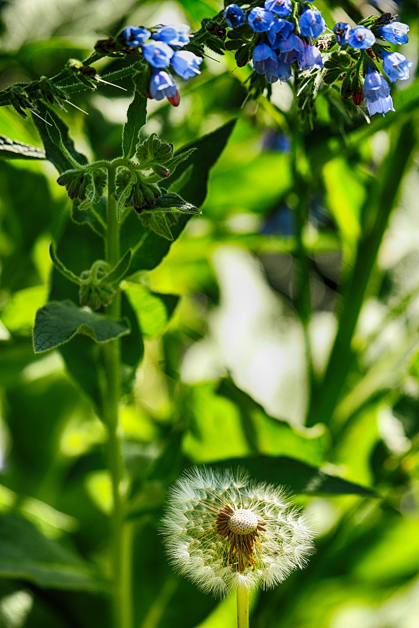 flower  nature  dandelion free photo