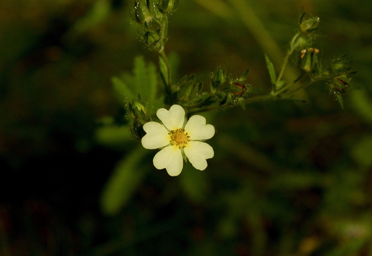 flower  nature  spring free photo