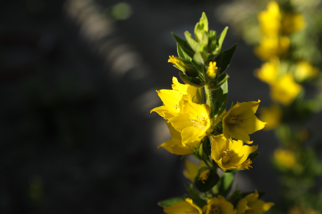 flower  garden  nature free photo