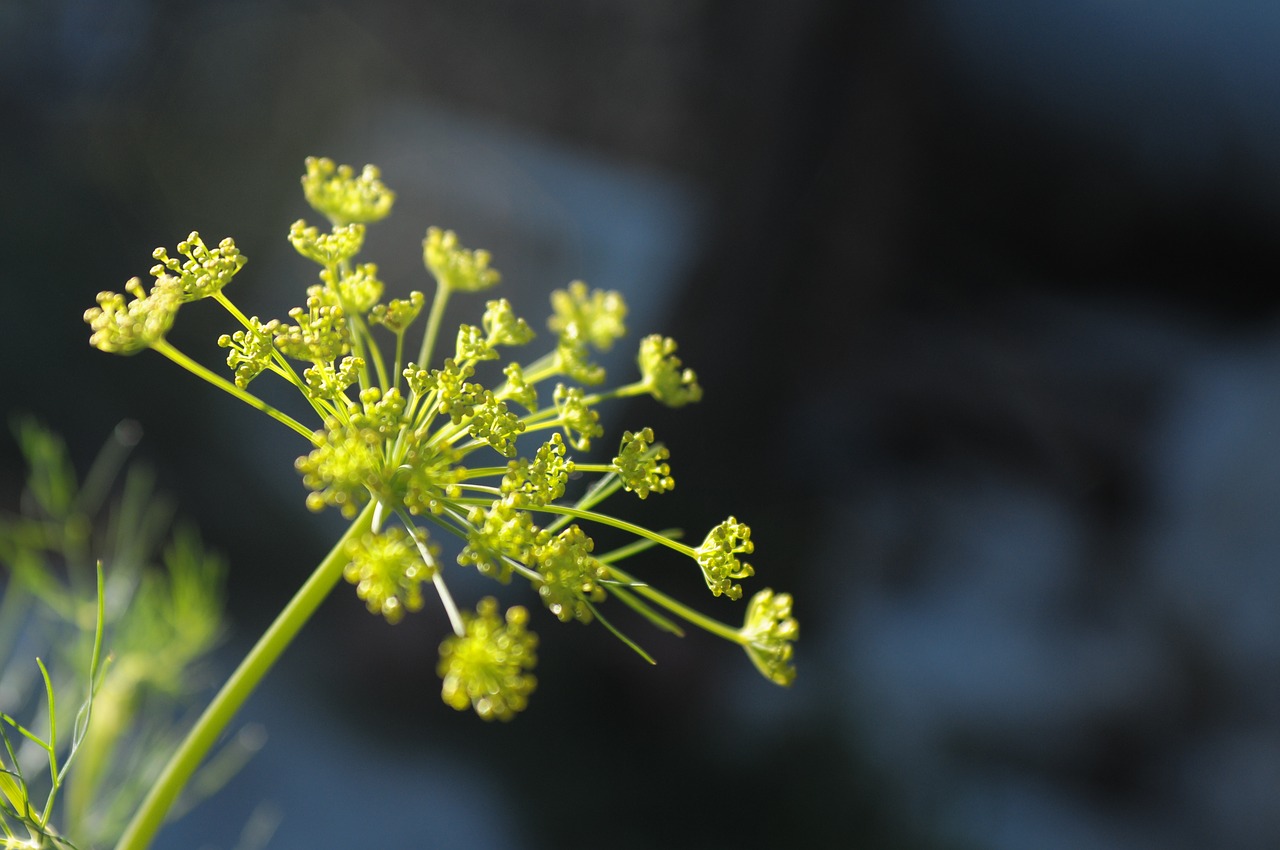 flower  plant  macro free photo