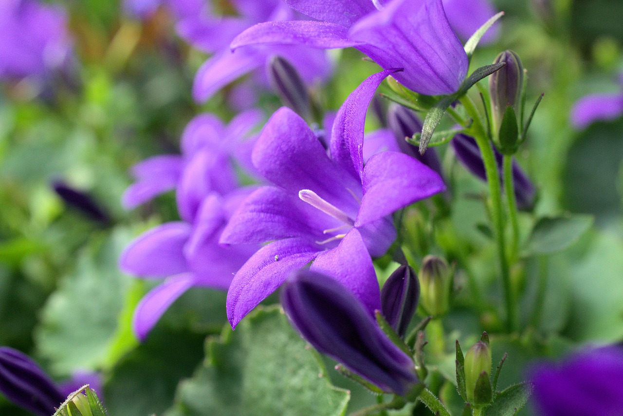 flower  blossom  bloom free photo