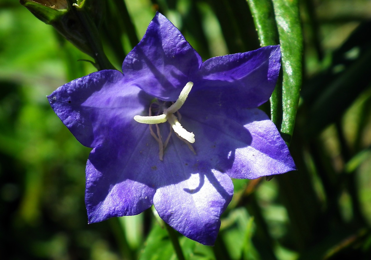 flower  rozwar  blue free photo