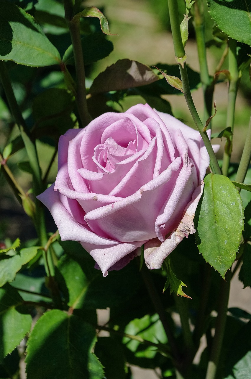 flower  rose  garden free photo