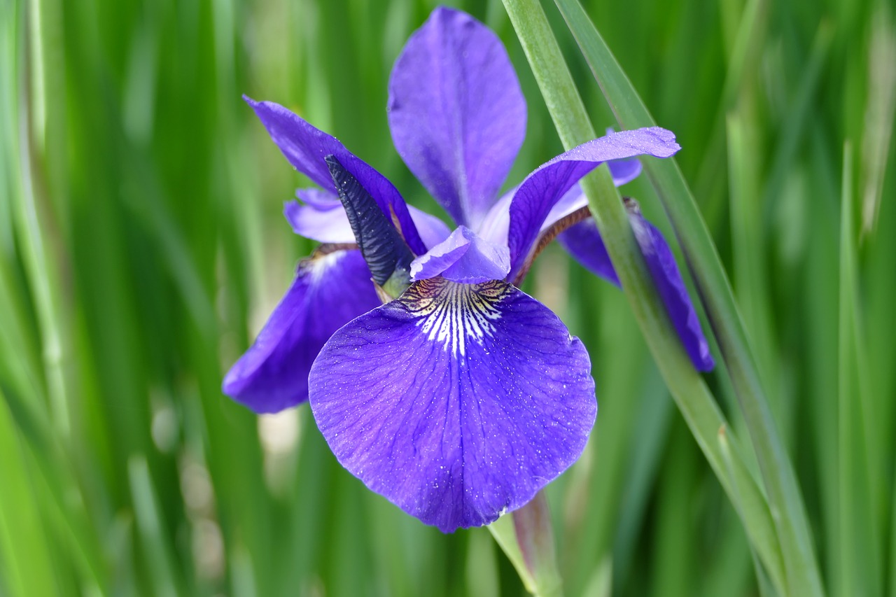 flower  iris  bloom free photo