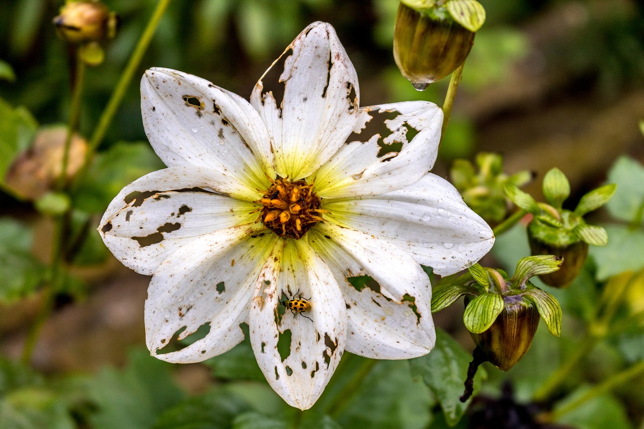 flower  ladybug  spring free photo