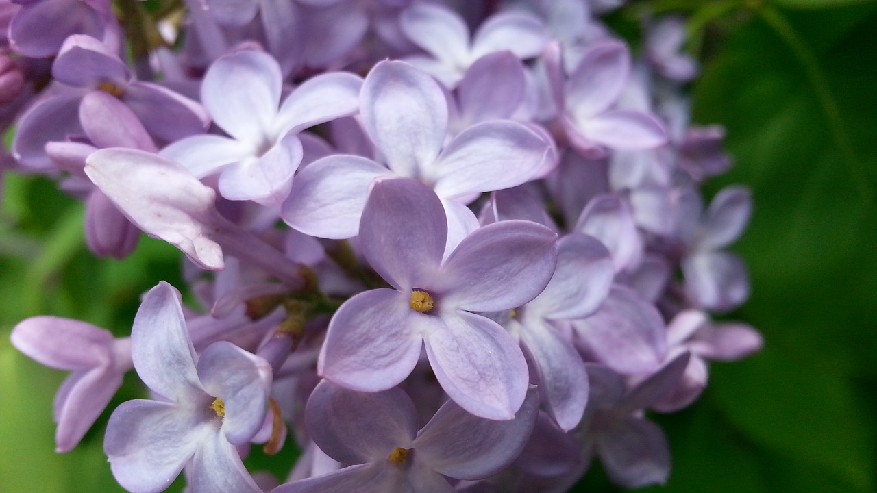 flower  bloom  spring free photo