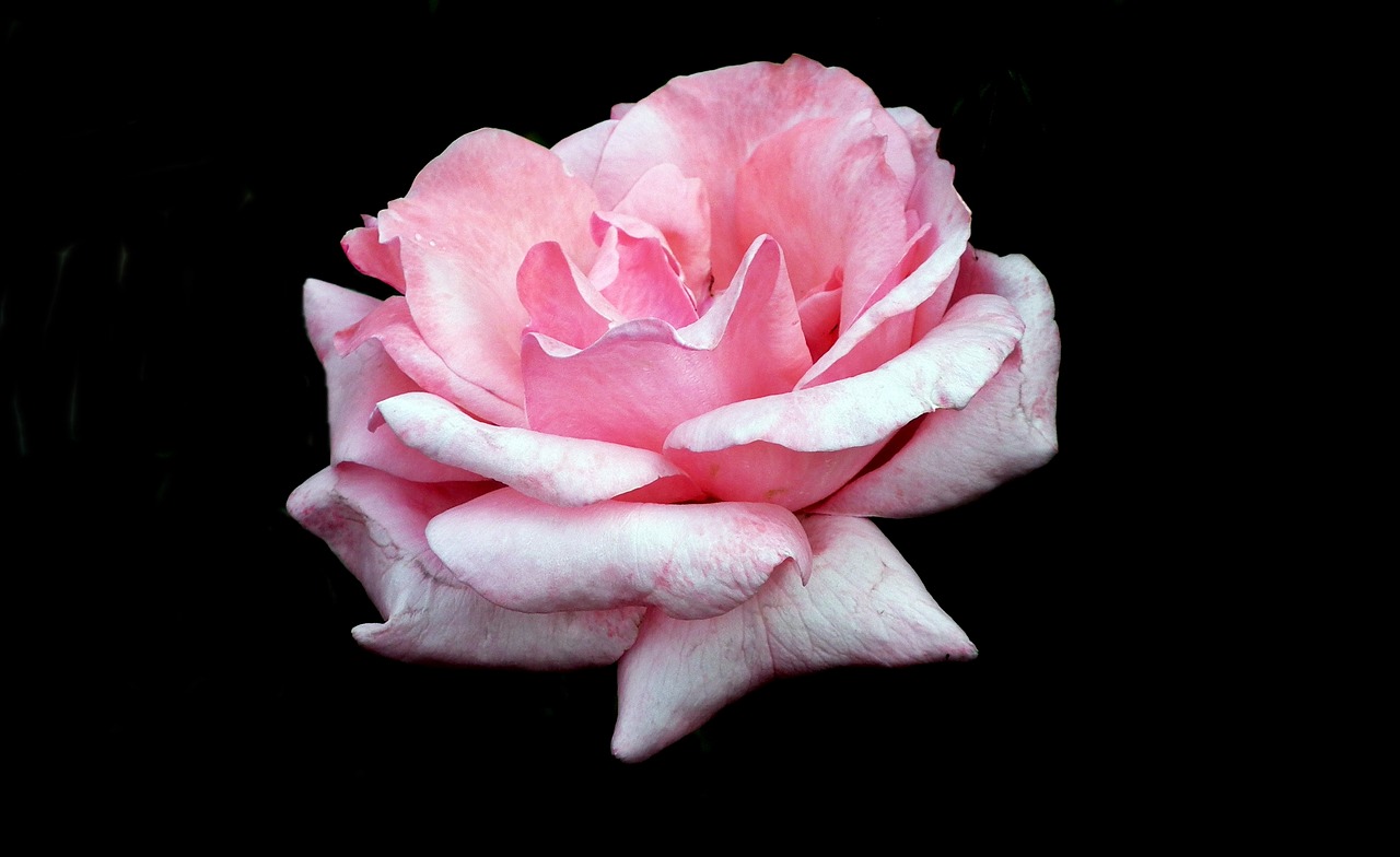 flower  rose  pink free photo