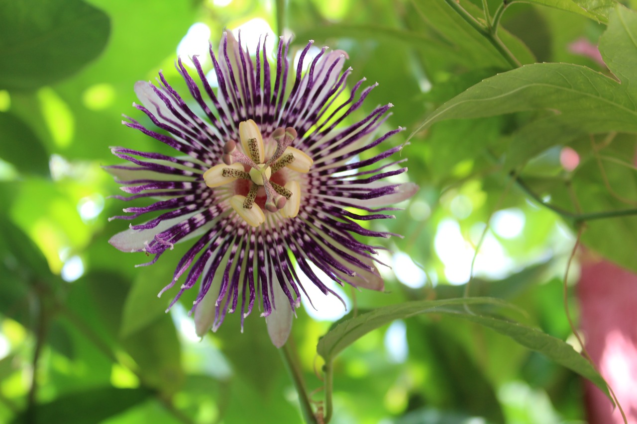 flower  green  forest free photo