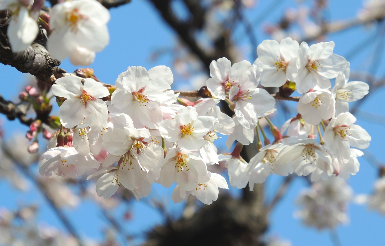 flower  spring  blossom free photo