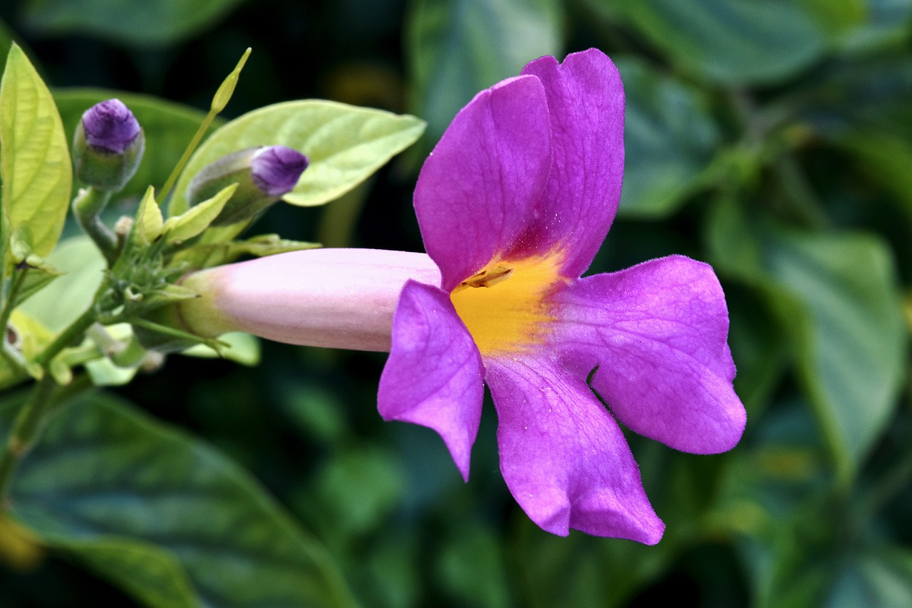 flower  trumpet flower  garden free photo