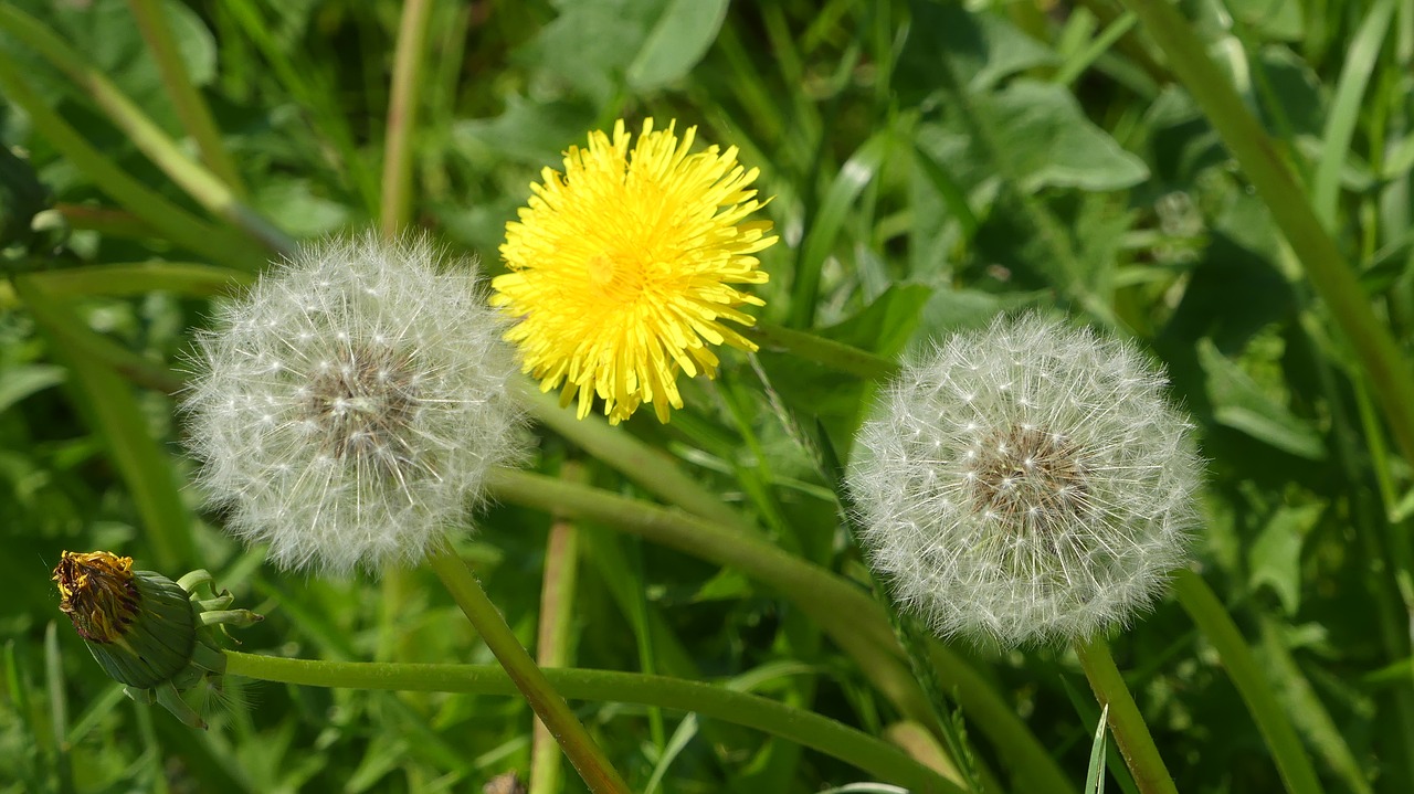 flower  dandelion  pointed flower free photo