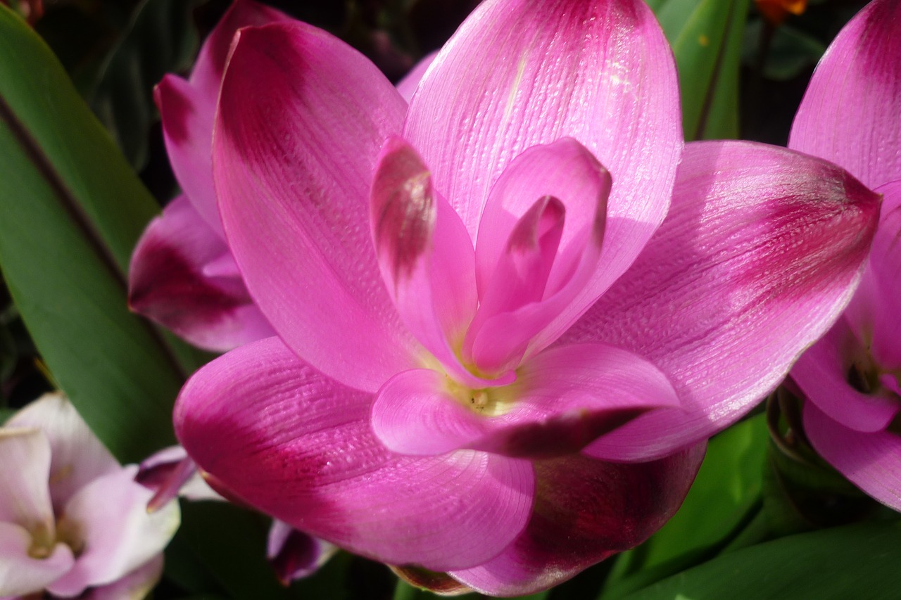 flower  bromeliad  blossom free photo