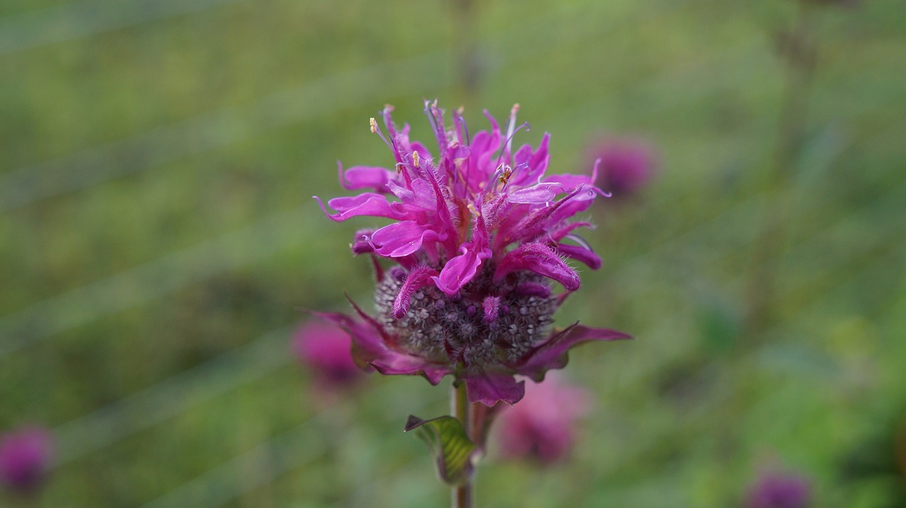 flower  beebalm  plant free photo