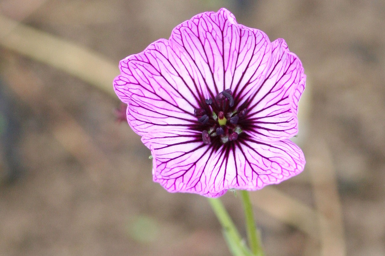 flower  garden  nature free photo