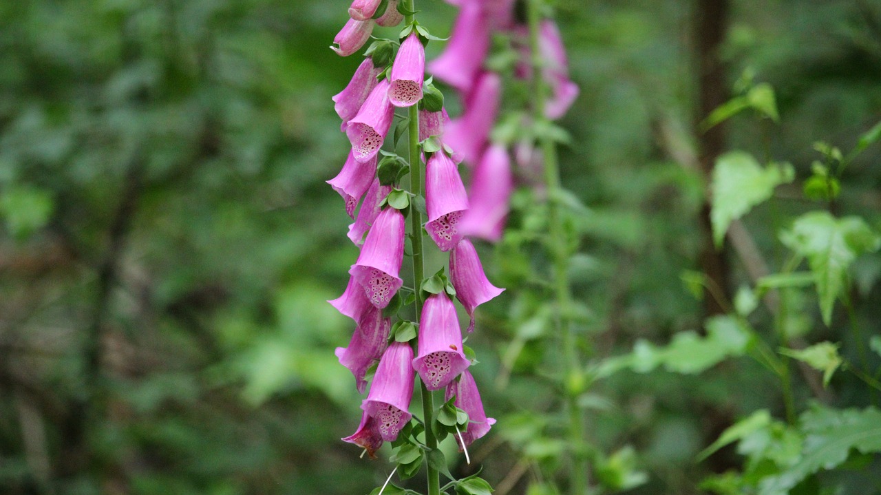 flower  nature  garden free photo