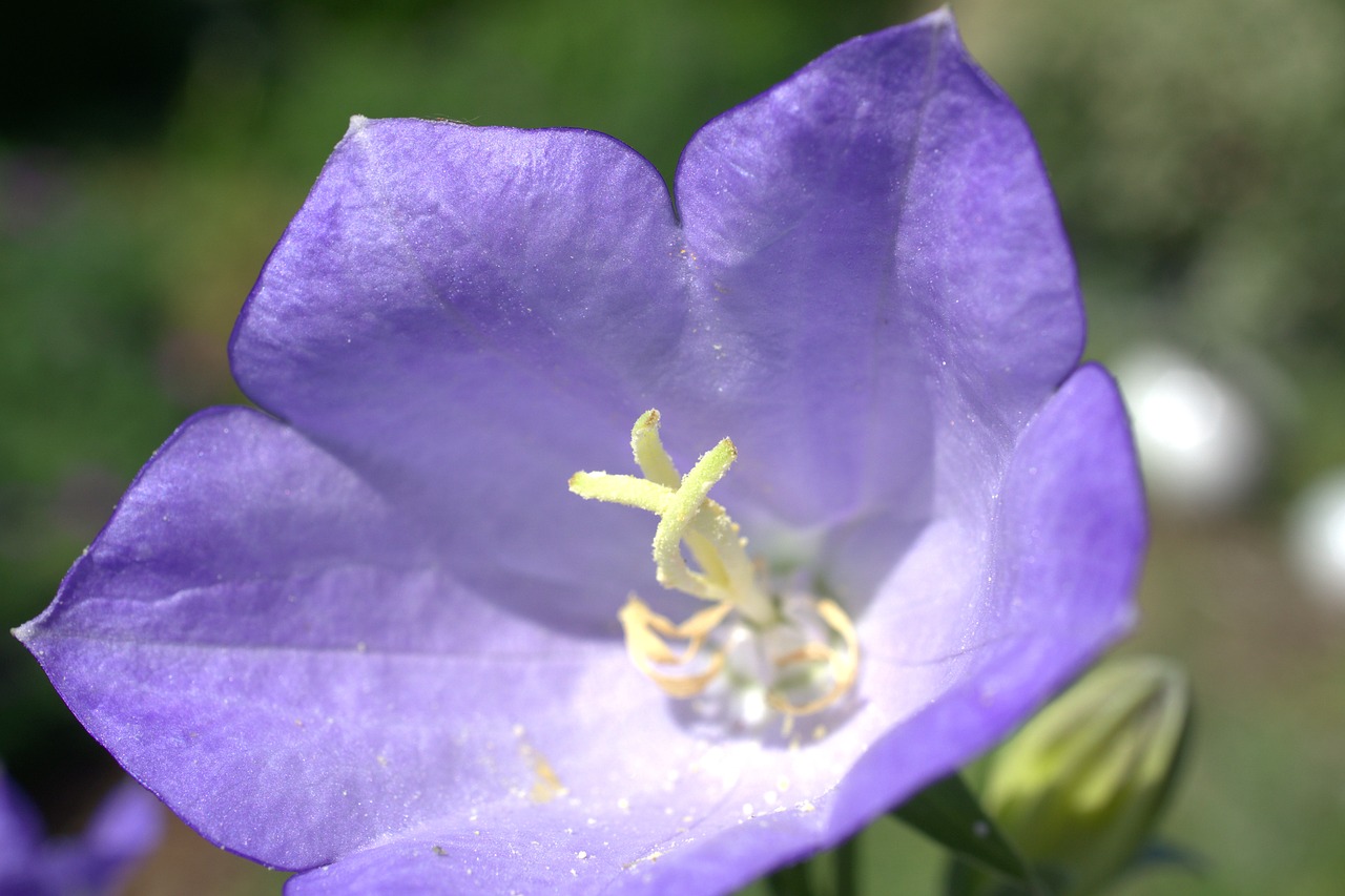 flower  blossom  bloom free photo