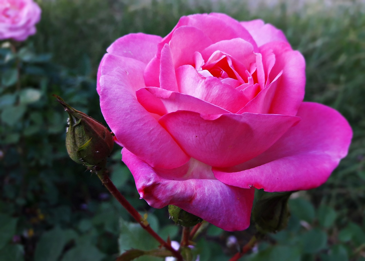 flower  rose  pink free photo