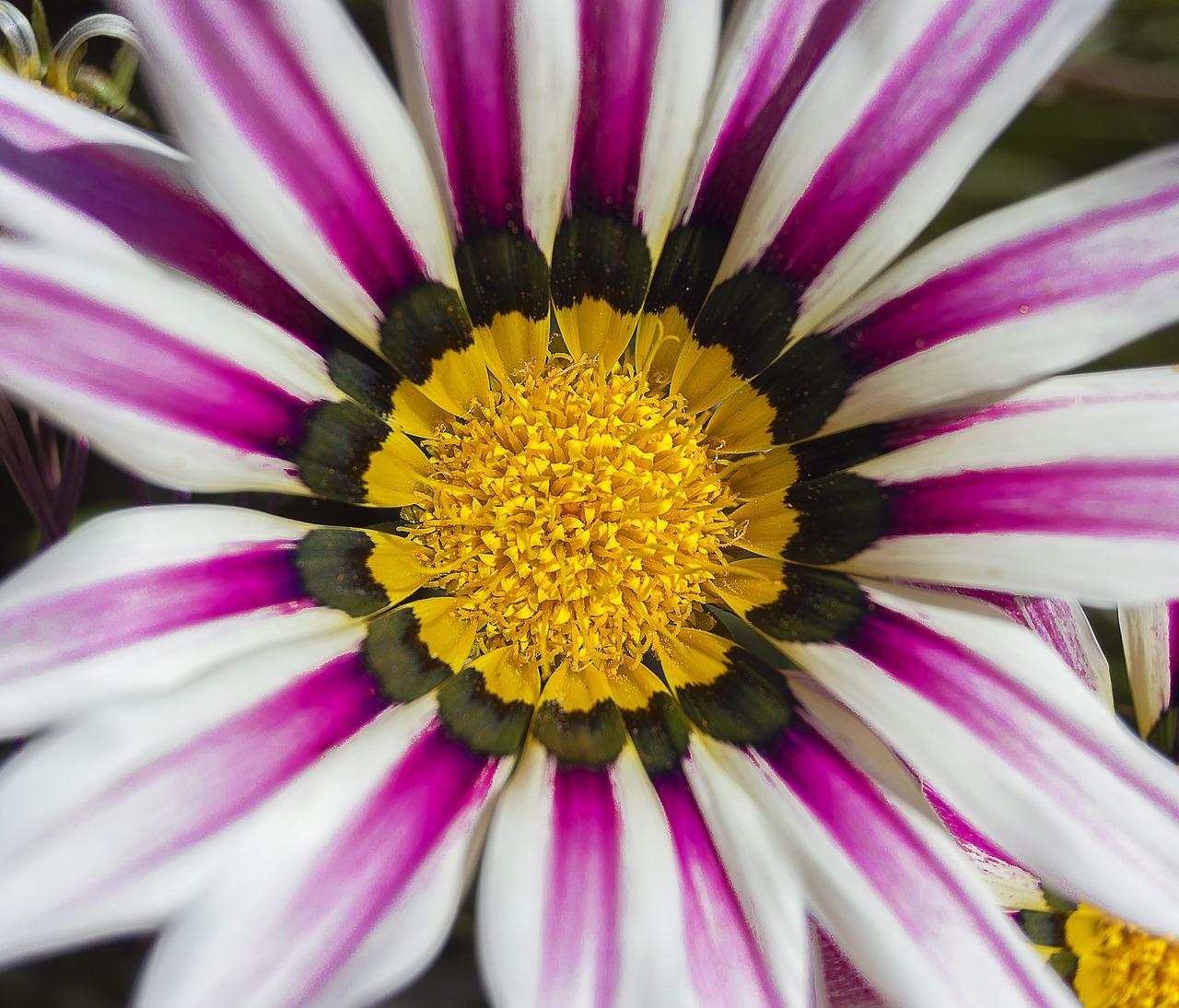 flower  white flower  white petals free photo