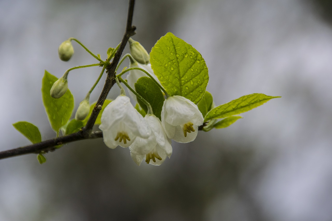 flower  white  rain free photo