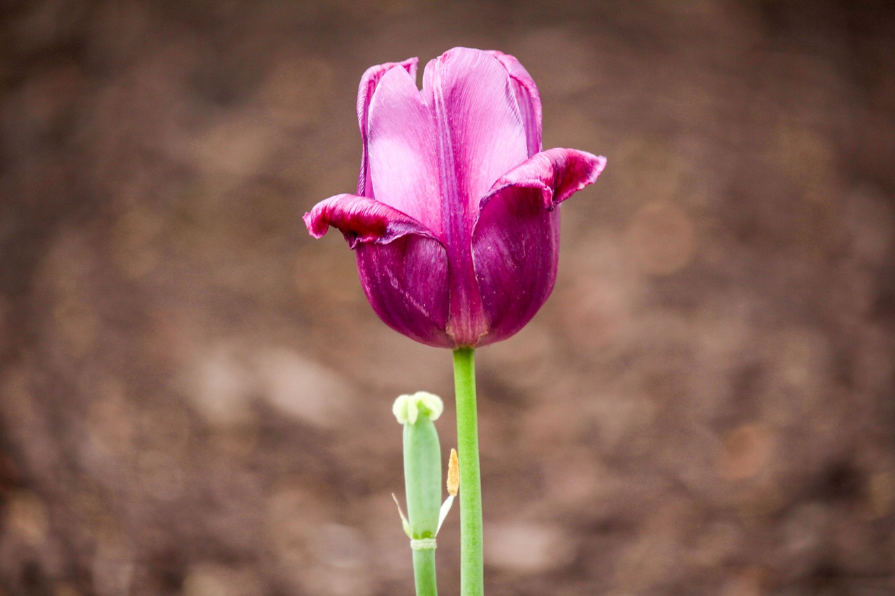 flower  purple  green free photo