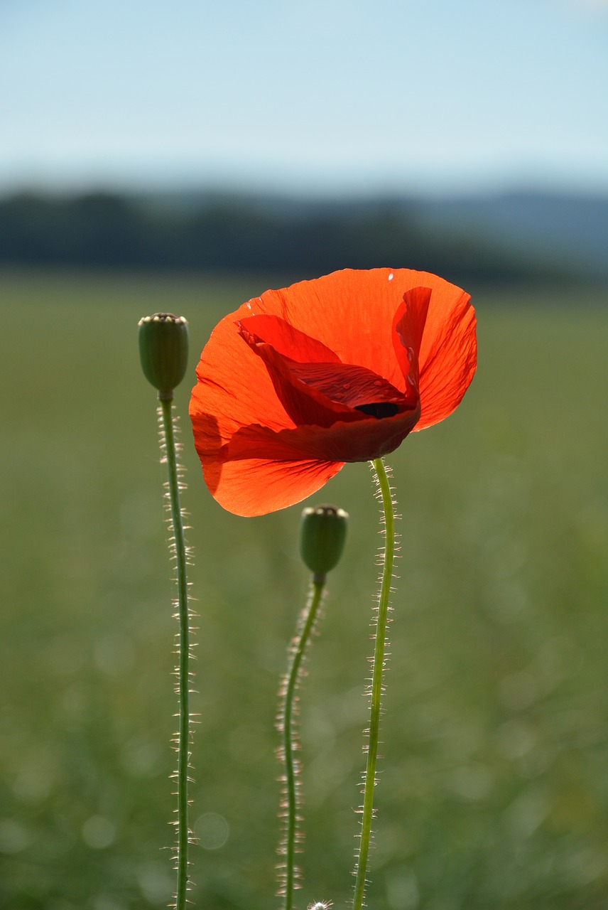 flower  nature  summer free photo