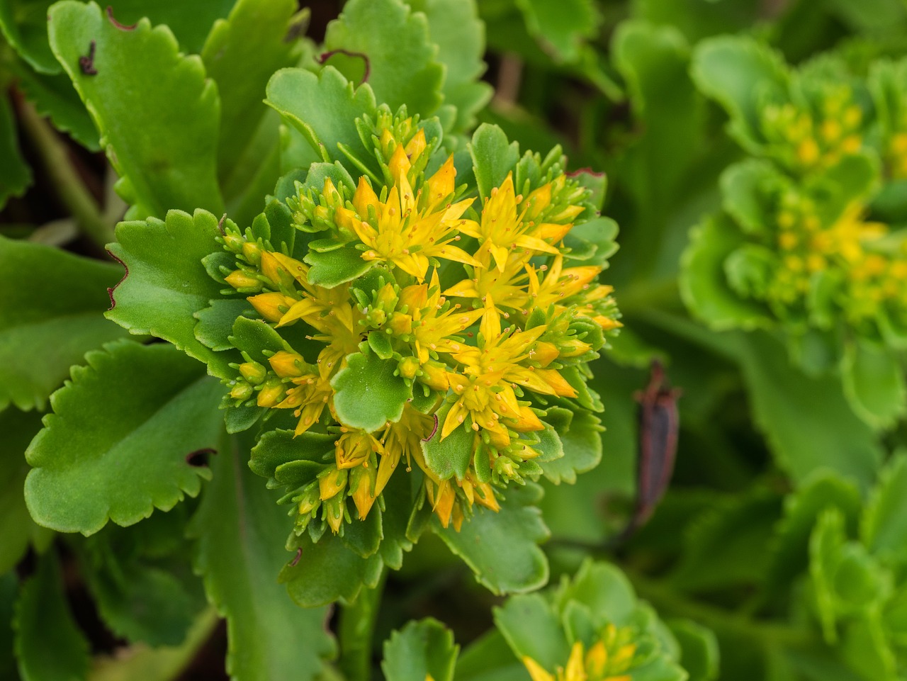 flower  plant  leaves free photo