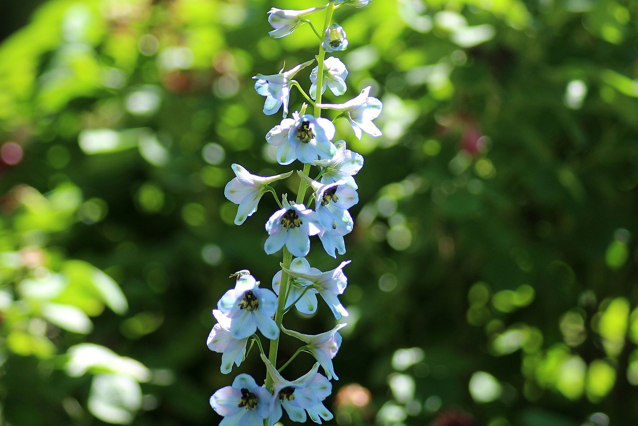 flower  bells  blue flower free photo