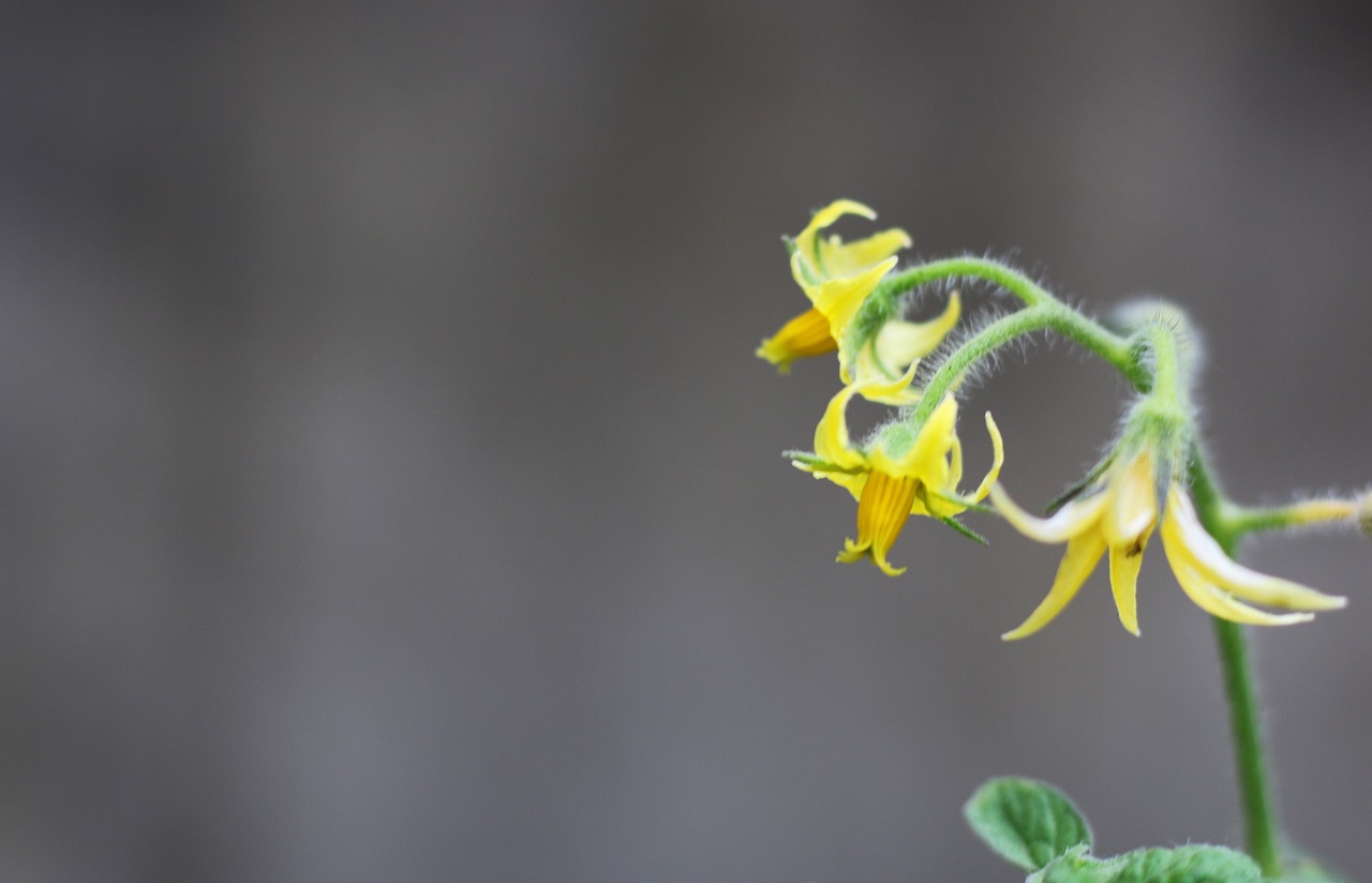 flower  yellow  beauty free photo