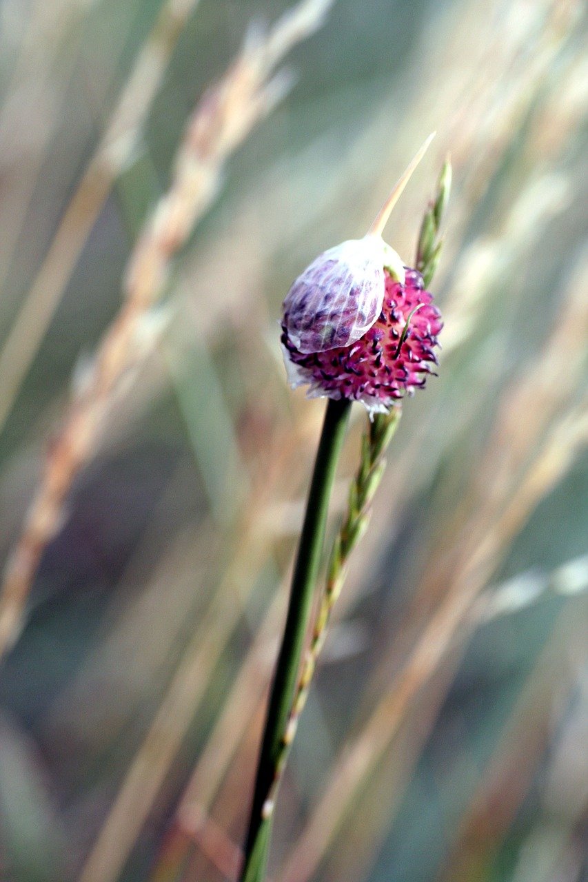 flower  wild  rod free photo