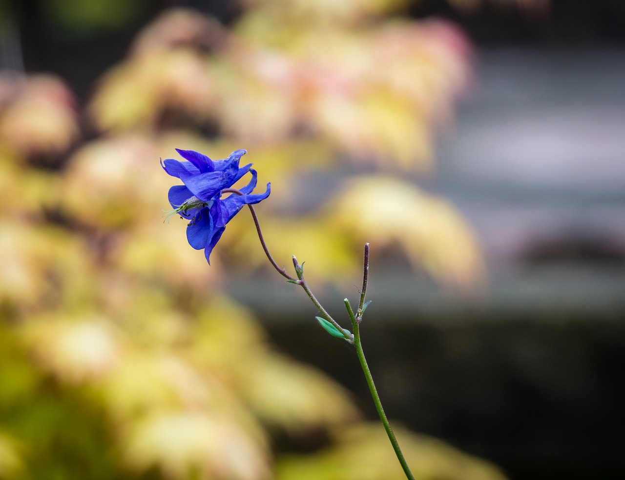 flower  flora  blossom free photo