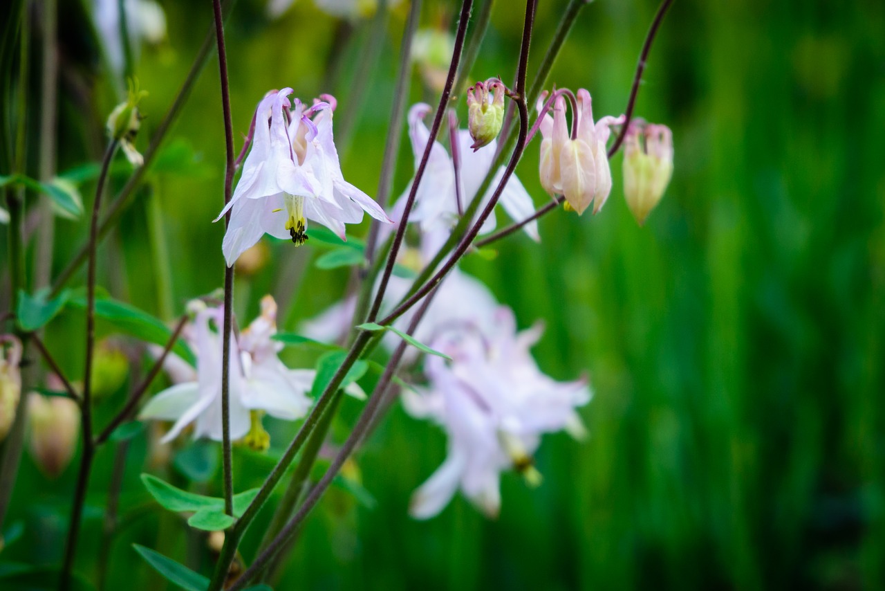 flower  flora  blossom free photo