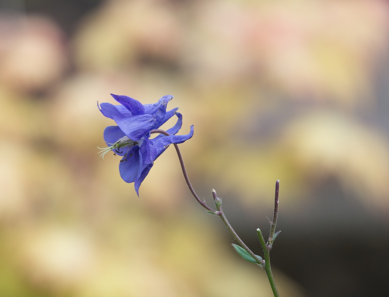 flower  flora  blossom free photo