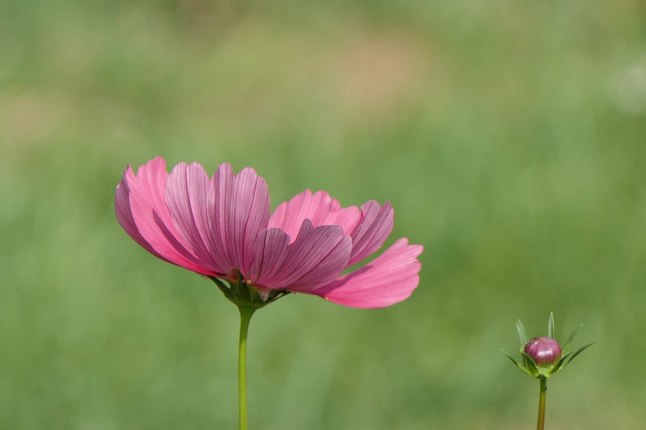 flower  pink flower  nature free photo