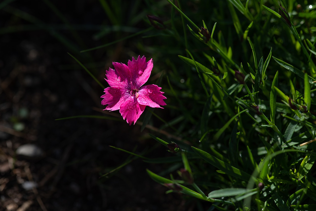 flower  pink  pink flower free photo