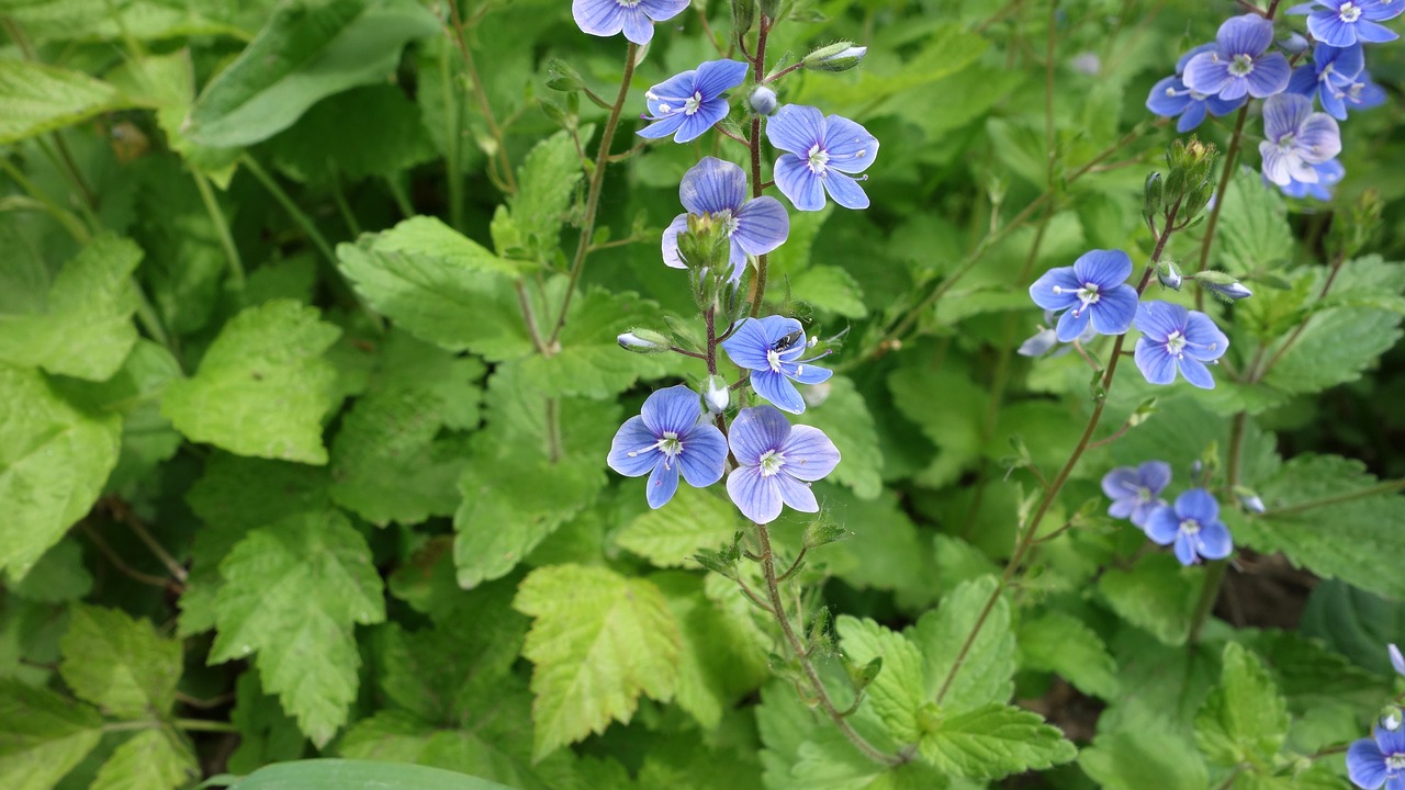 flower  flowers  plant free photo