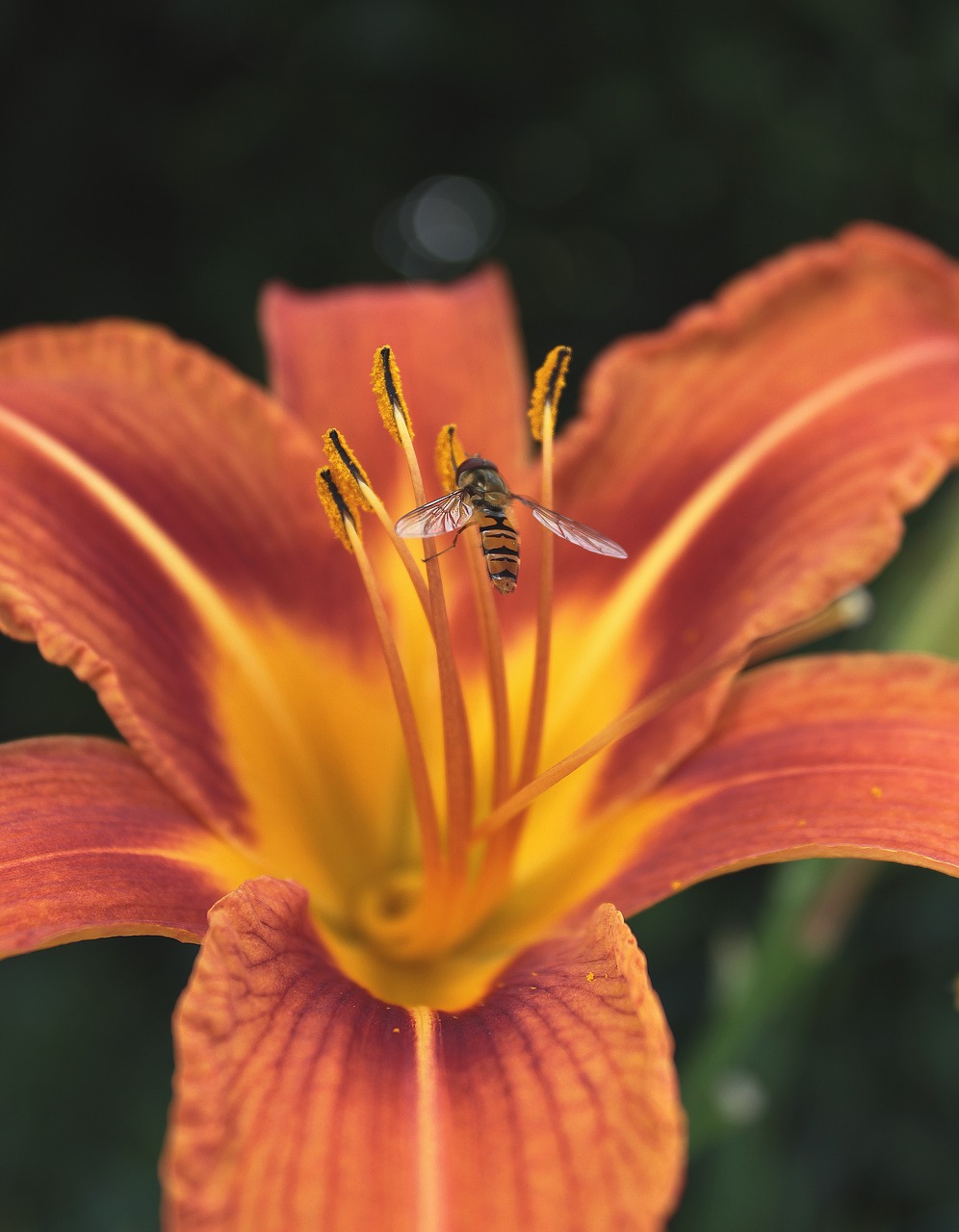 flower  bee  nature free photo