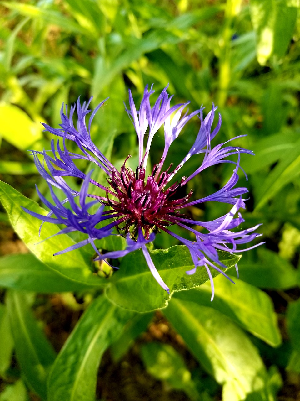 flower  purple  nature free photo