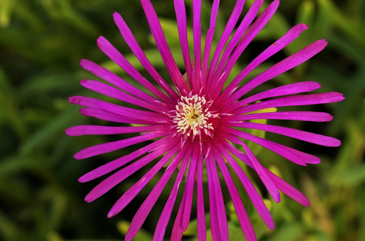 flower  purple flower  violet free photo