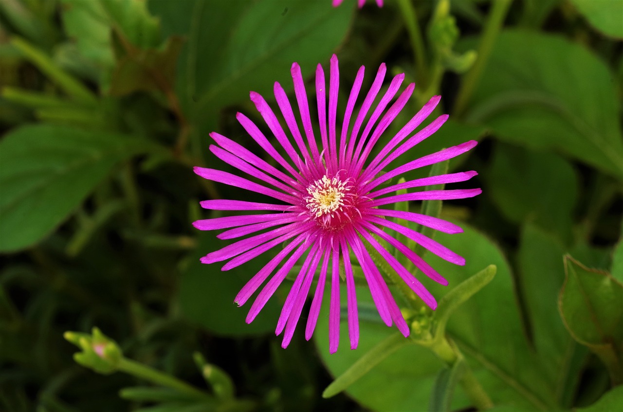 flower  purple flower  violet free photo