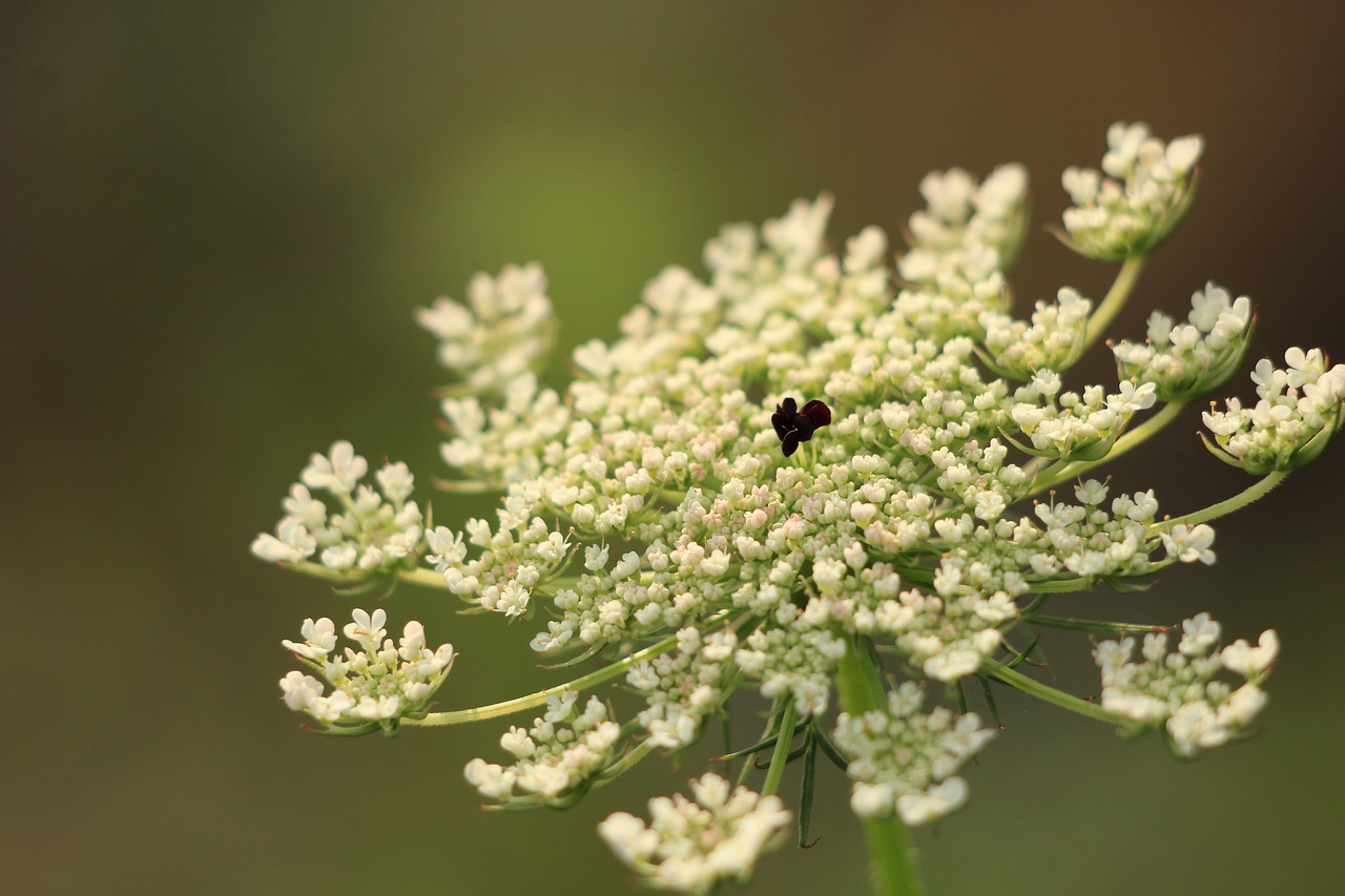 flower  bloom  plant free photo